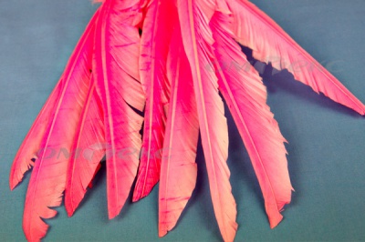 Декоративный Пучок из перьев, перо 25см/розовый - купить в Кургане. Цена: 14.40 руб.