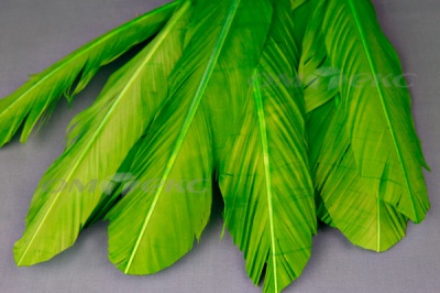 Декоративный Пучок из перьев, перо 24см/зеленый - купить в Кургане. Цена: 12.19 руб.